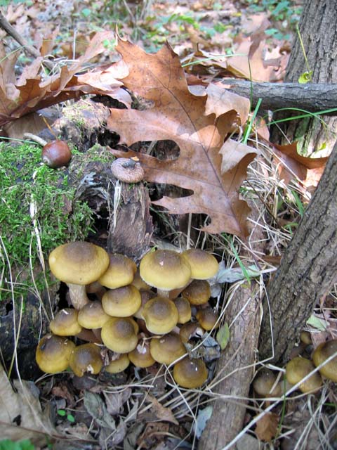 Il Genere Armillaria